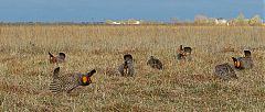 Greater Prairie-Chicken